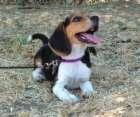 beagle.jpg
