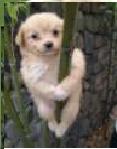 climber.jpg