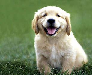 dog.jpg