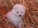 fuzzy.jpg