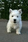 puppyd.jpg