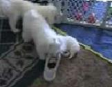 shoe.jpg